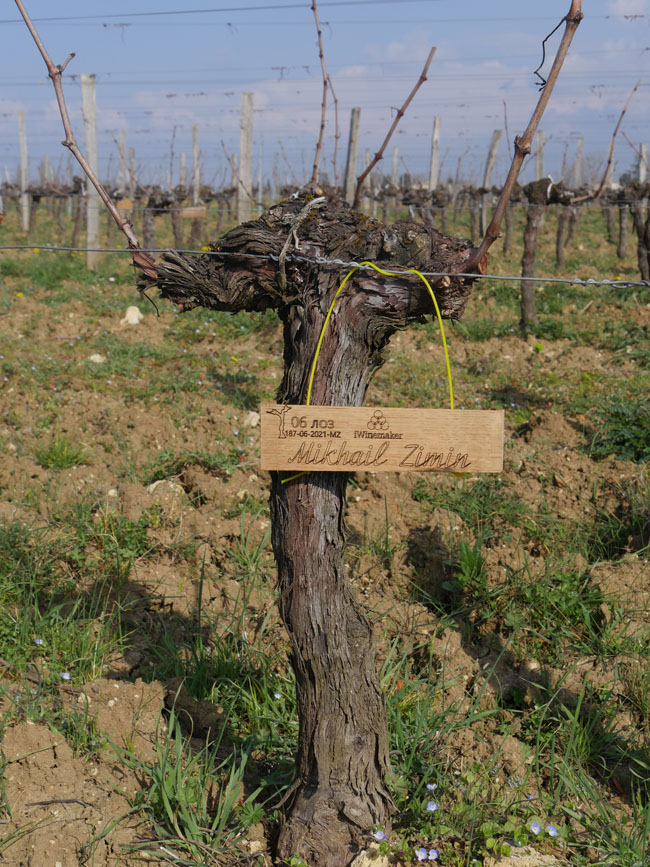 Виноградник на урожай